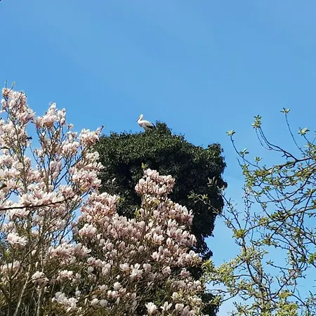 Fewos Storchenhof Am Kummerower Apartament Meesiger